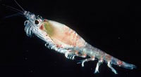 Antarktischer Krill
